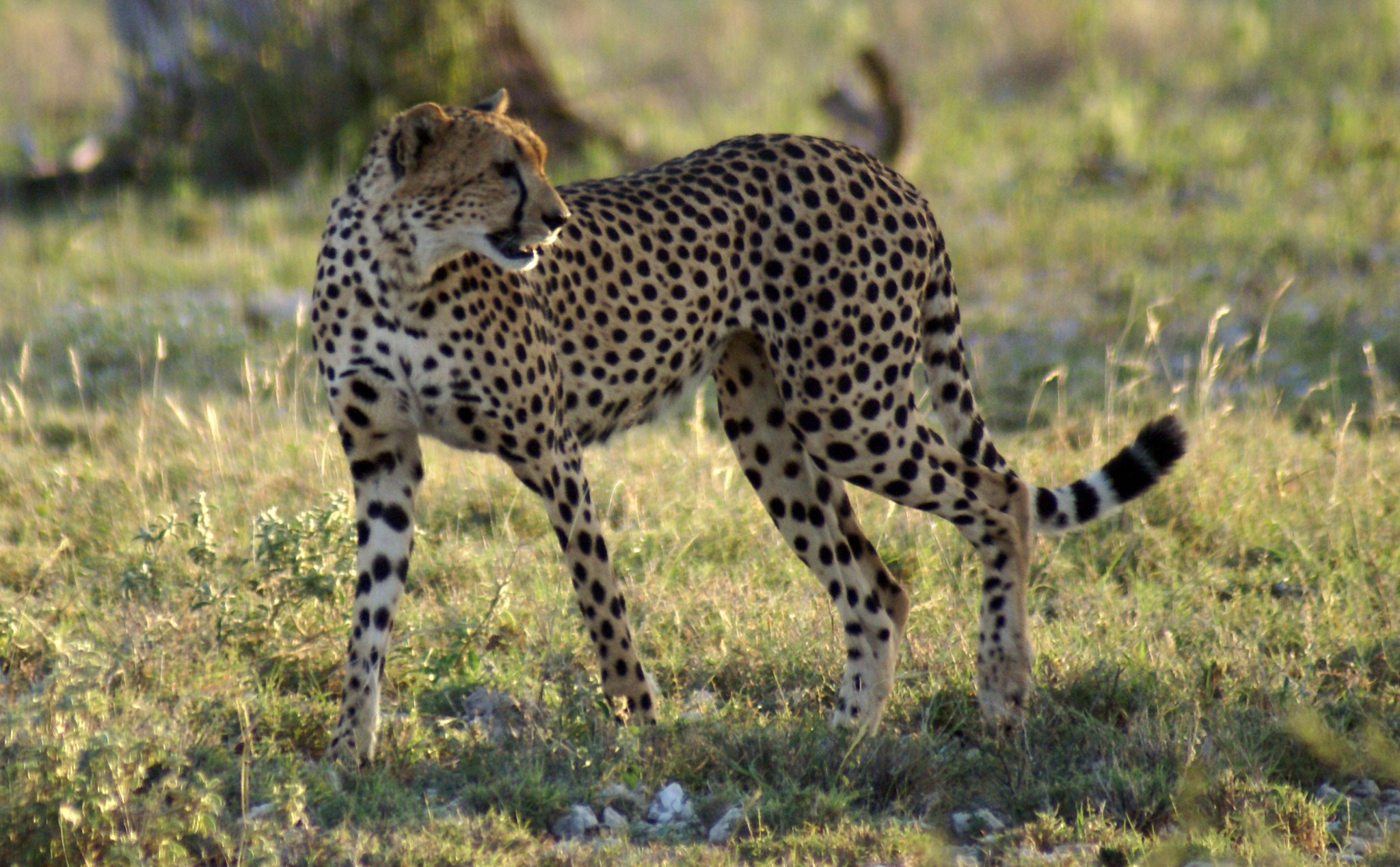 Guepardo en la Reserva Nacional de Samburu, Kenia